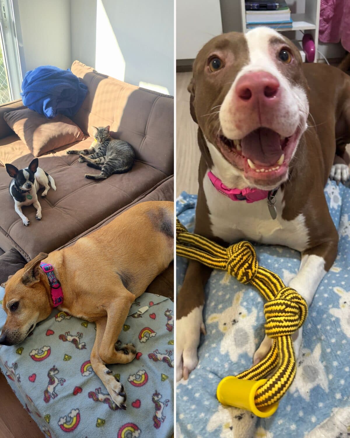 Tenho três cachorros e um gato.